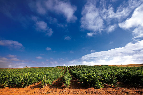 Ruta del vino Ribera del Duero