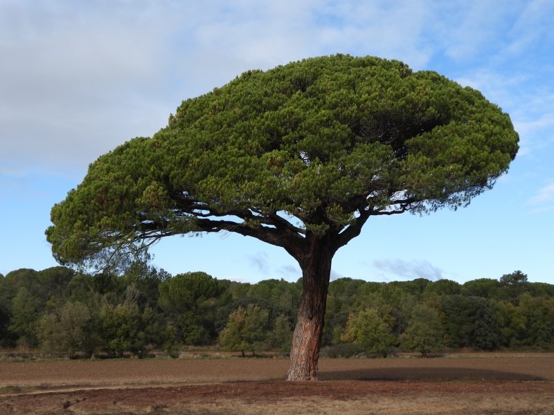 Árboles Singulares