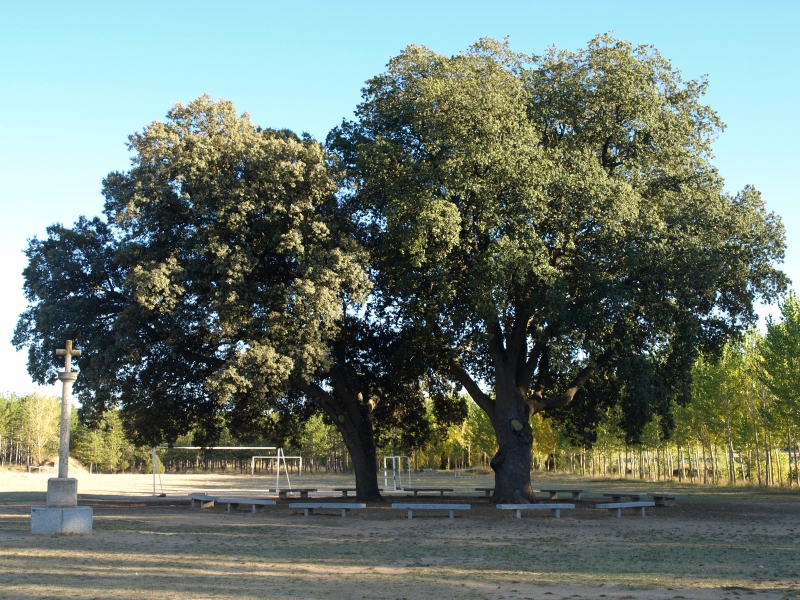 Árboles Singulares